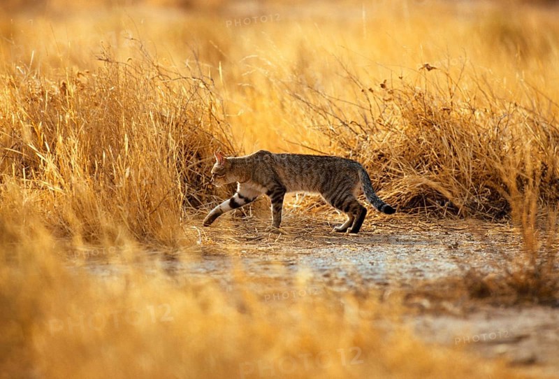 Falcon Cat