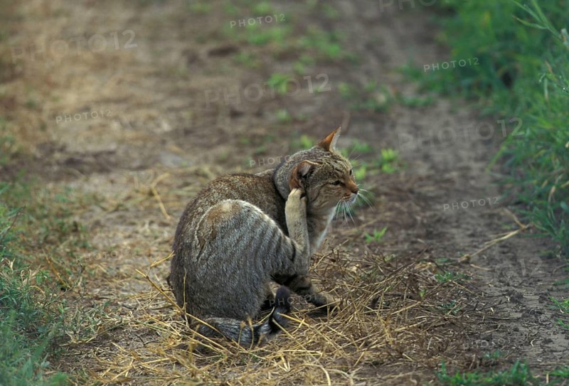 African wildcats