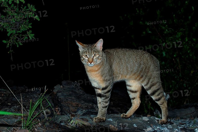 African wildcats