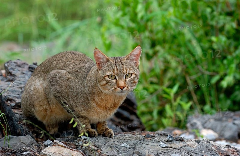 African wildcats