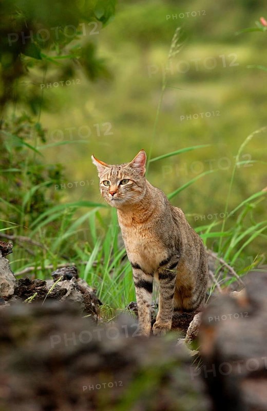 African wildcats