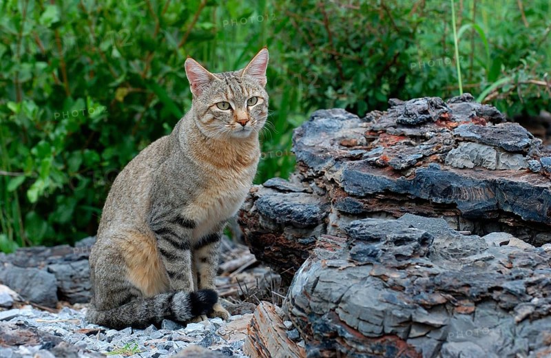 African wildcats