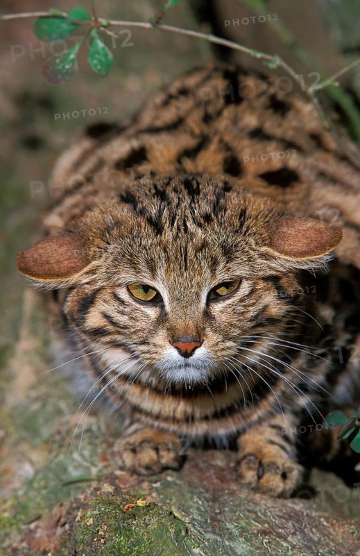 Black-footed cat