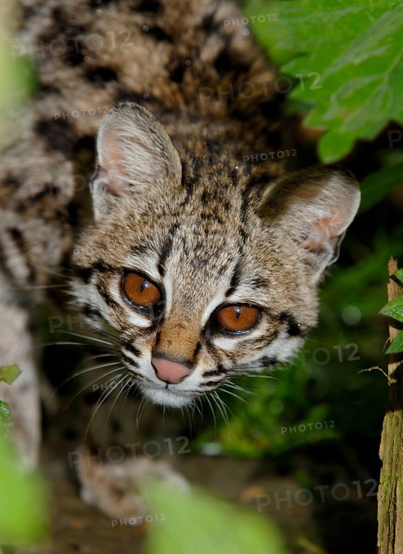 Oncilla