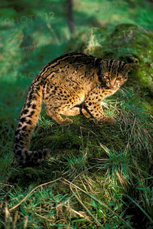 Marbled Cat