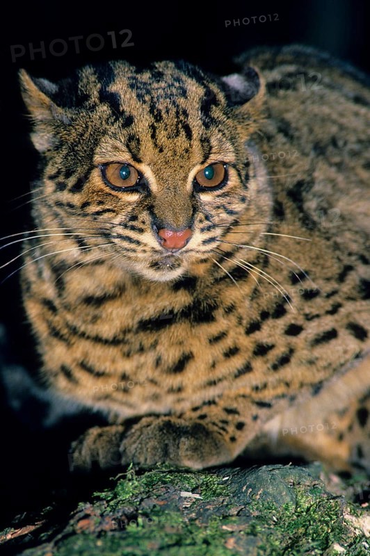 Marbled Cat