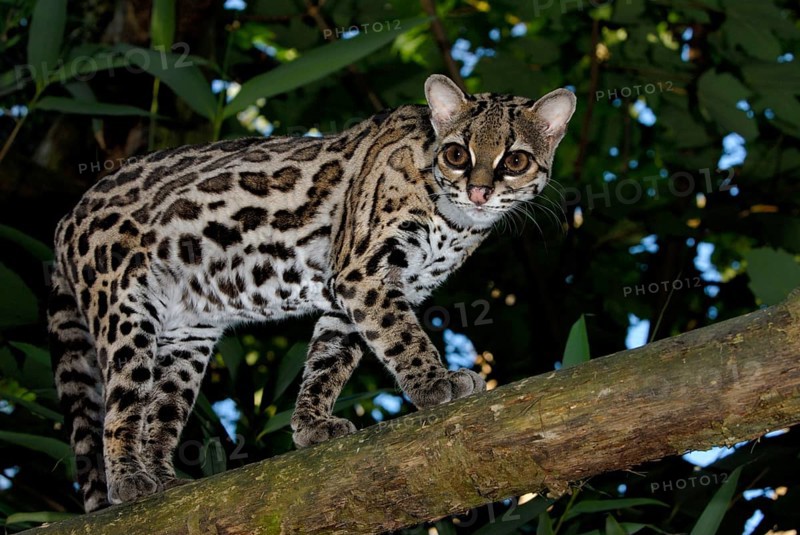 Long-tailed cat