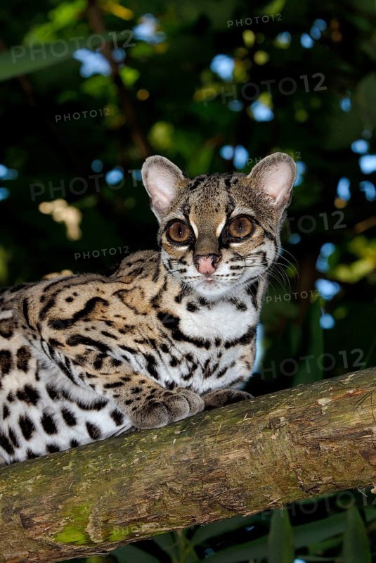 Long-tailed cat