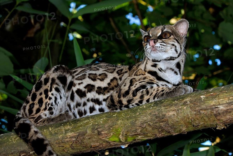 Long-tailed cat