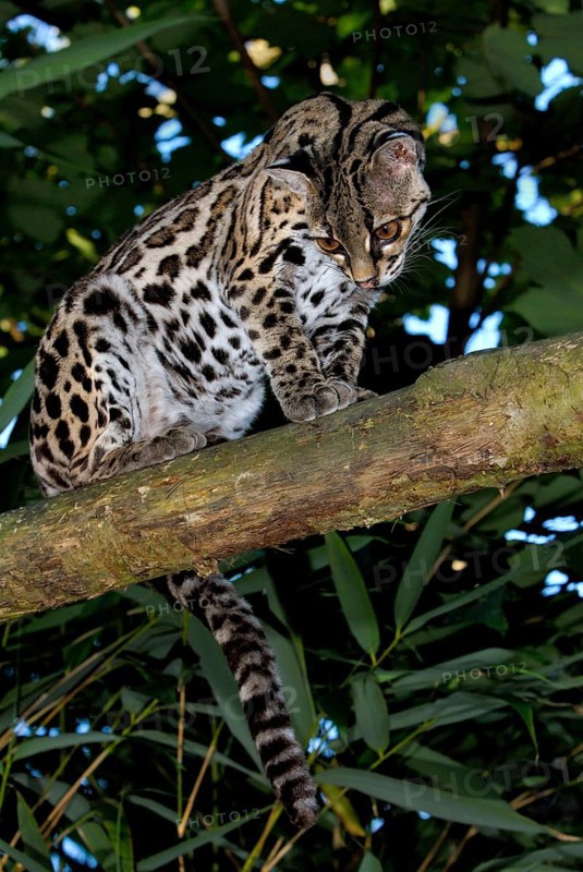 Long-tailed cat