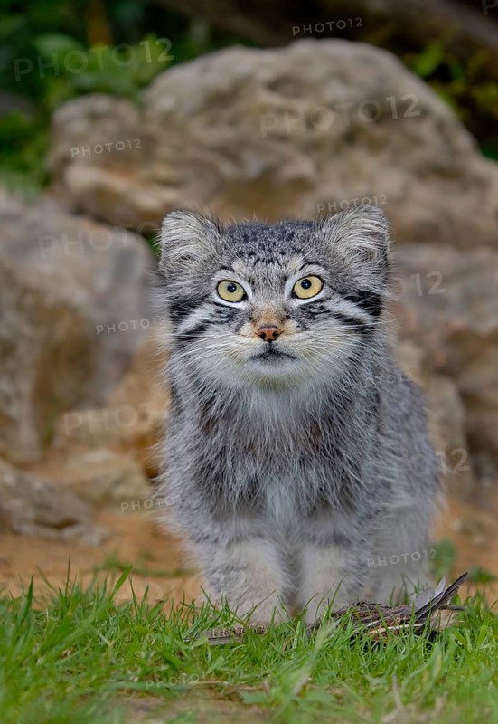 Pallas' cat