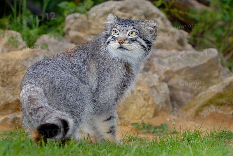 Manul