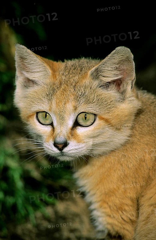 Sand Cat