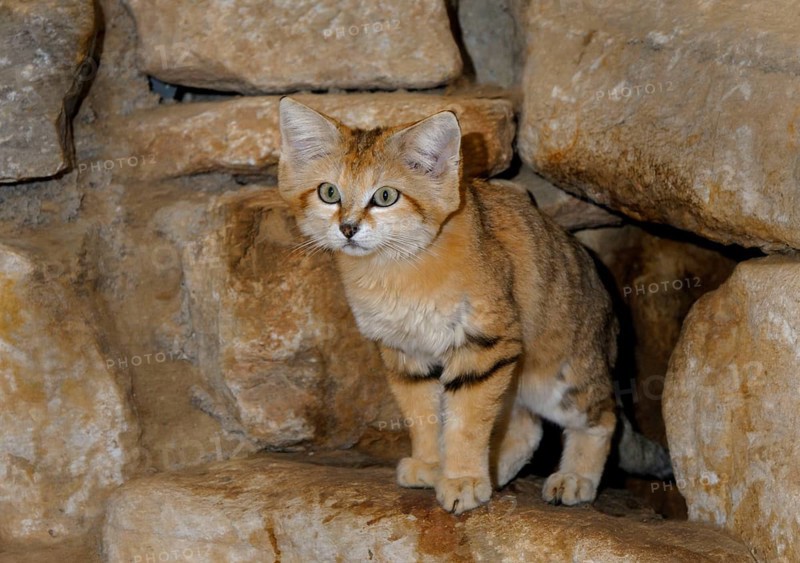 Sand cat