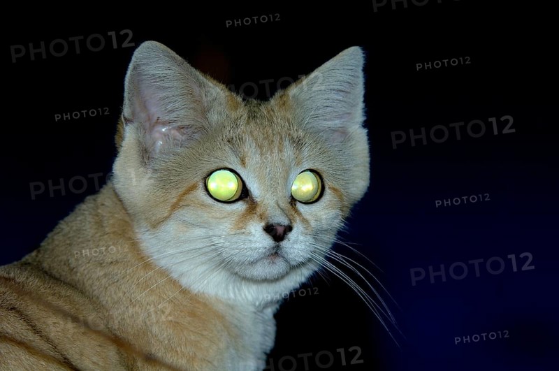 Sand cat