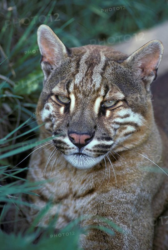 Temminck's asian golden cat