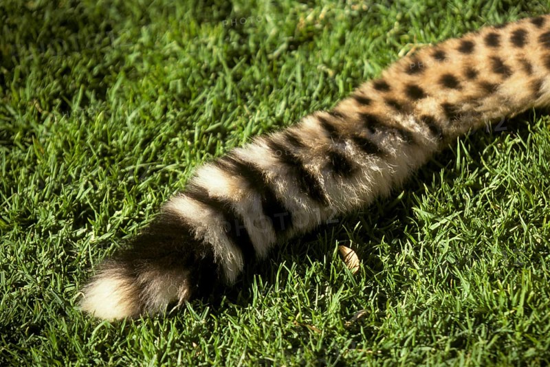 Cheetah
