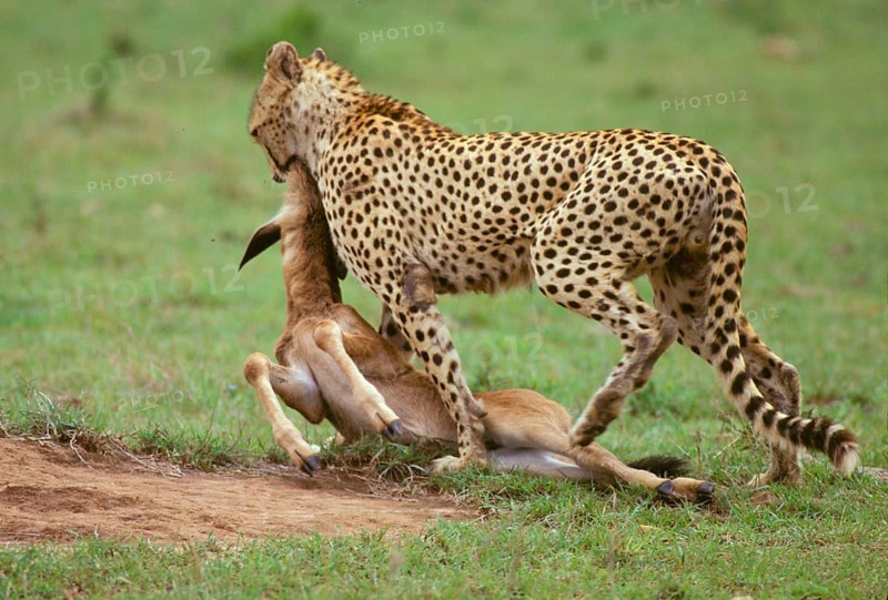 Cheetah