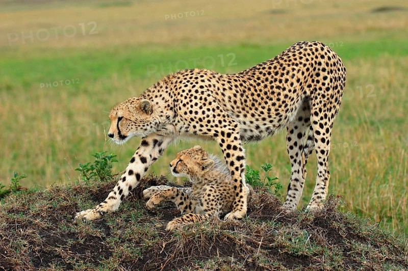 Cheetah