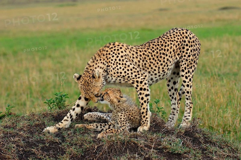 Cheetah