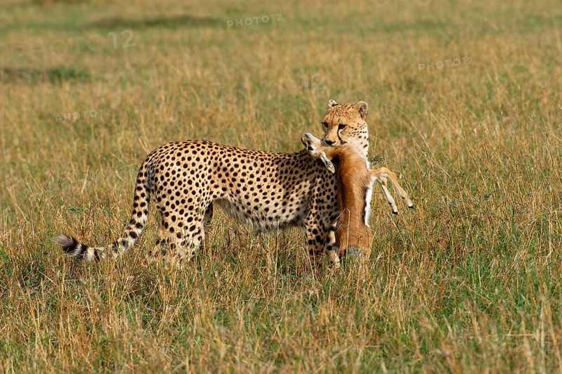 Cheetah