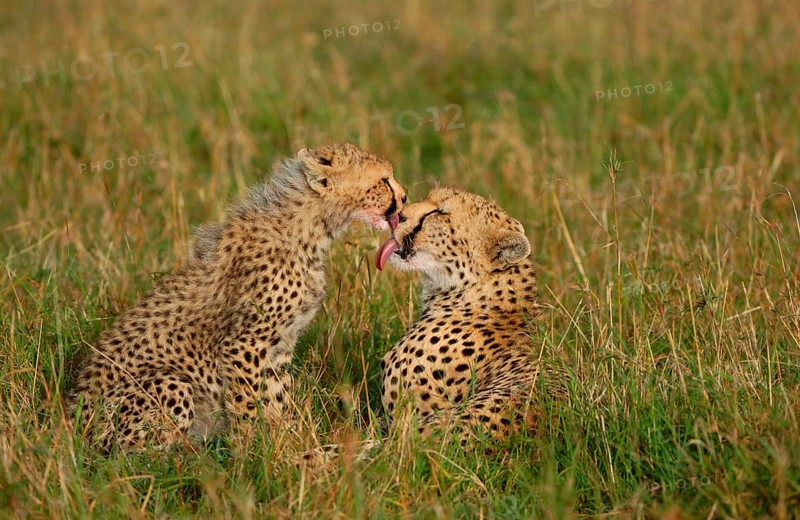 Cheetah