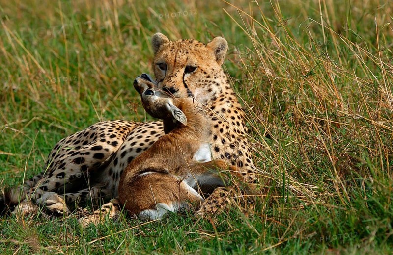 Cheetah