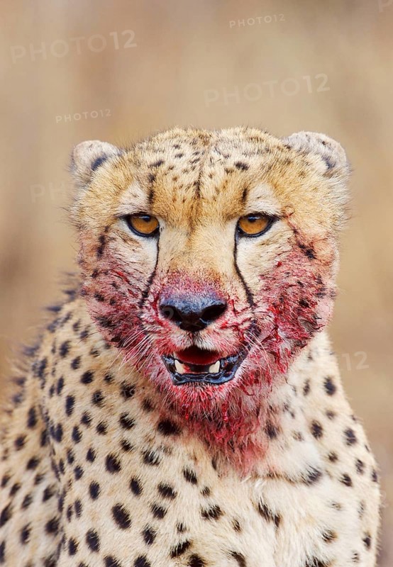 Cheetah