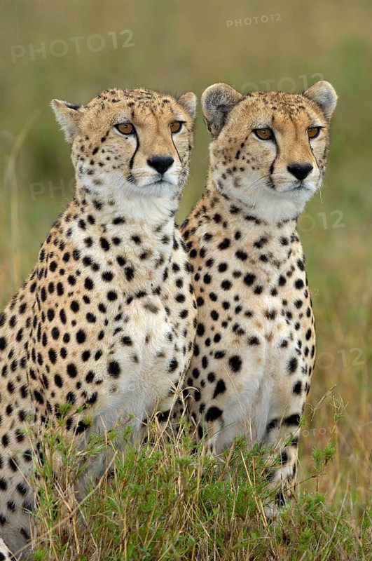 Cheetah