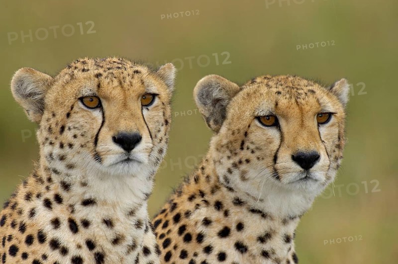 Cheetah