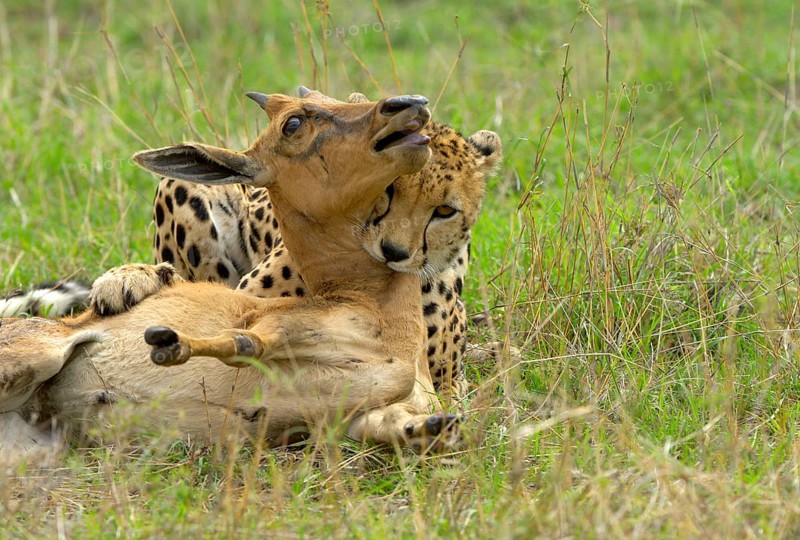 Cheetah