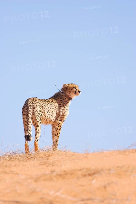 Cheetah