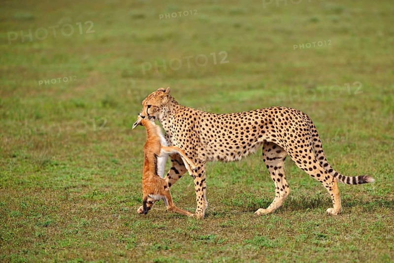 Cheetah