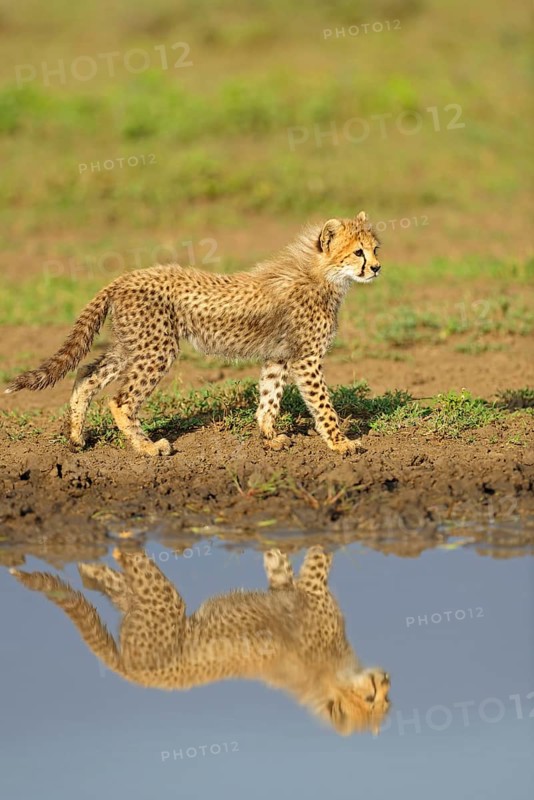 Cheetah