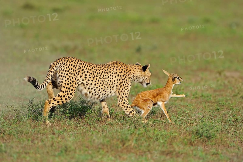 Cheetah