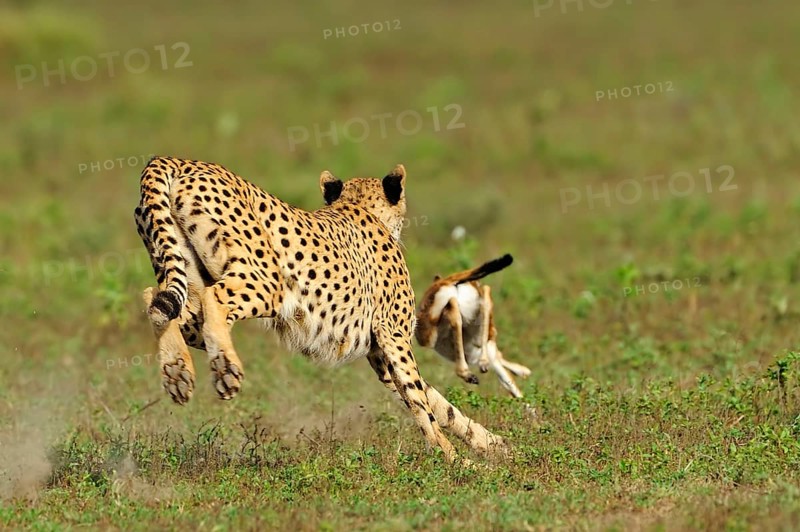 Cheetah