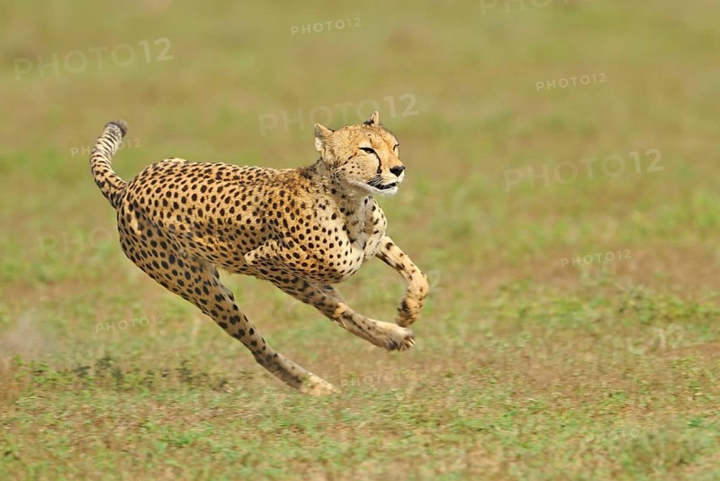 Cheetah