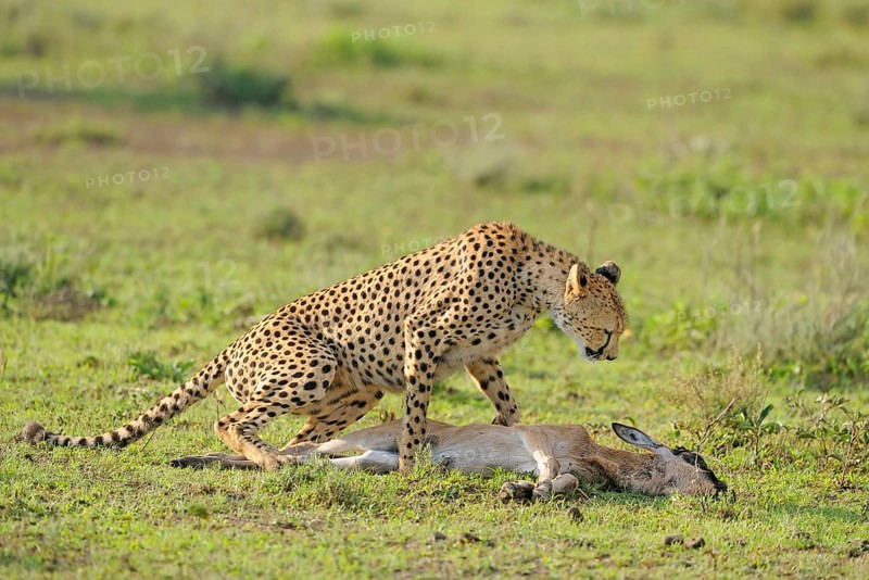 Cheetah