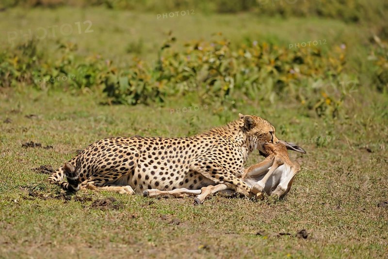 Cheetah