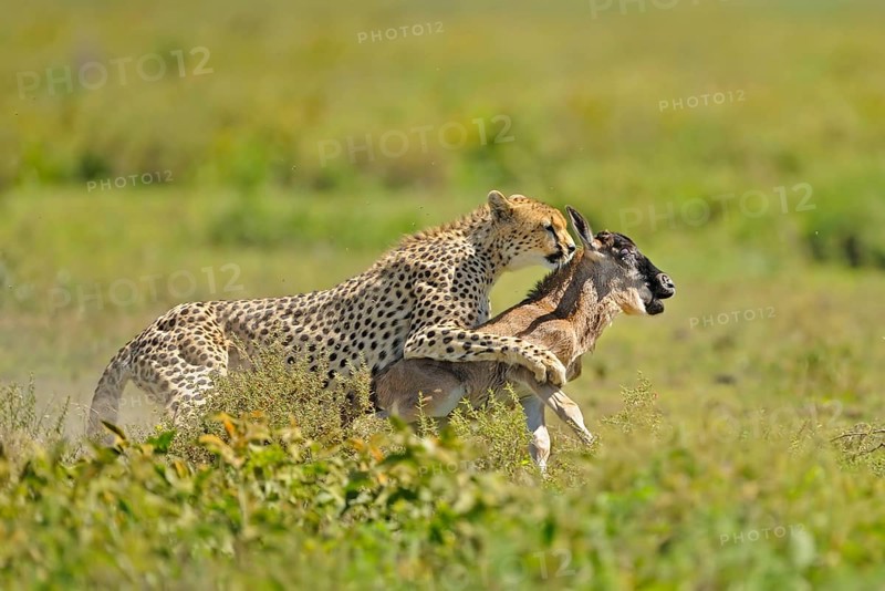 Cheetah