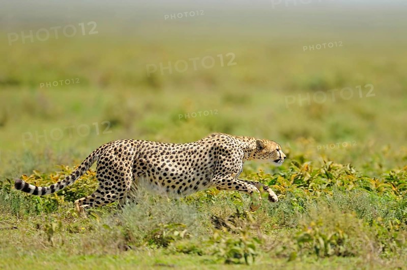 Cheetah