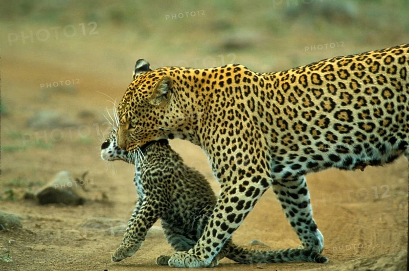 African Leopard Niche leopards