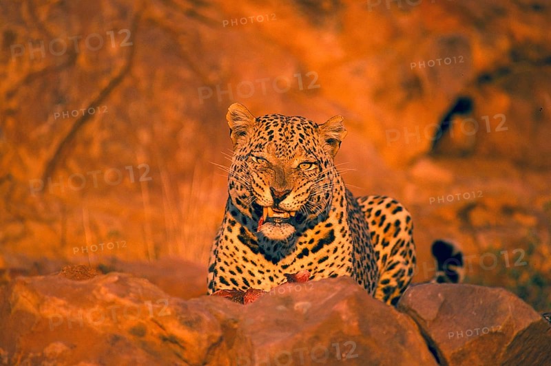 African Leopard Niche leopards