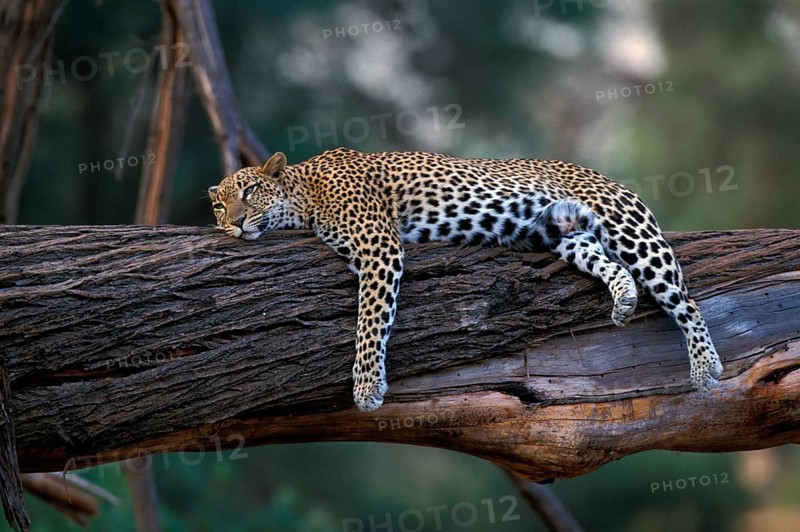 African Leopard Niche leopards