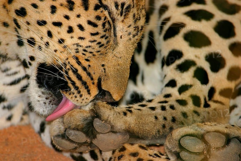 African Leopard Niche leopards