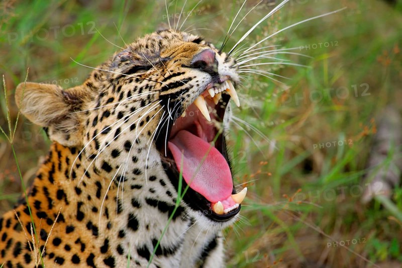 African Leopard Niche leopards