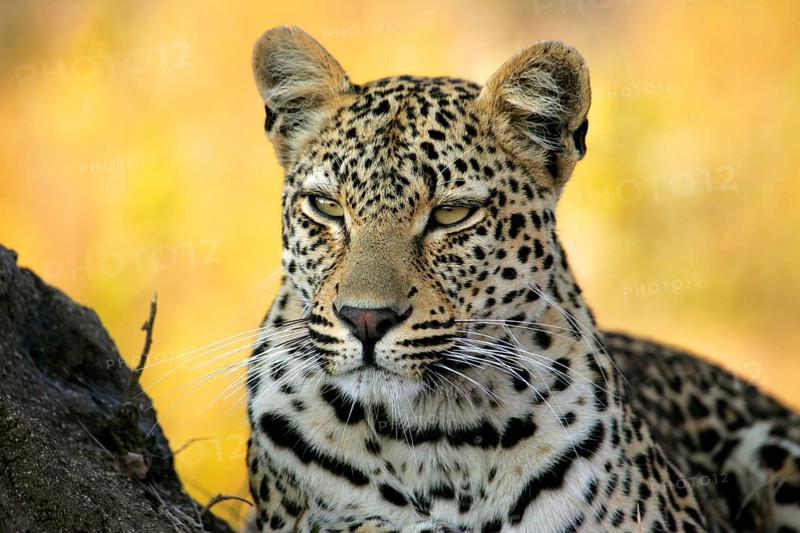 African Leopard Niche leopards