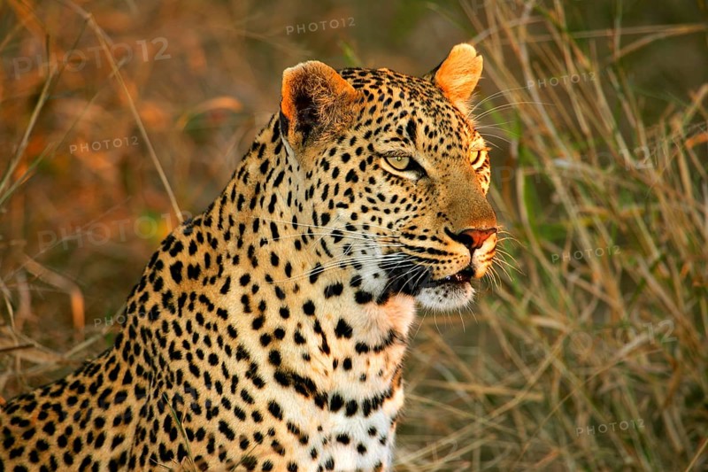 African Leopard Niche leopards
