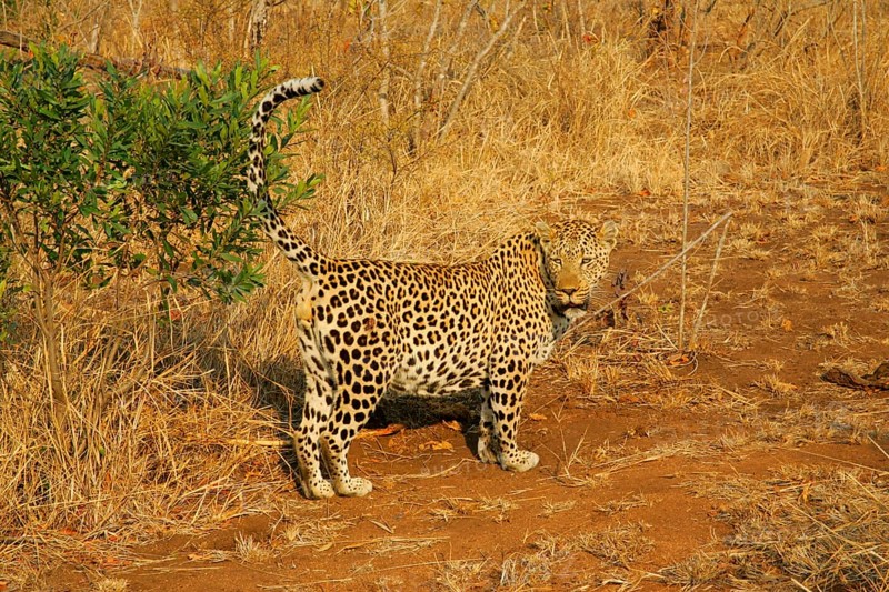 African leopard niche leopards