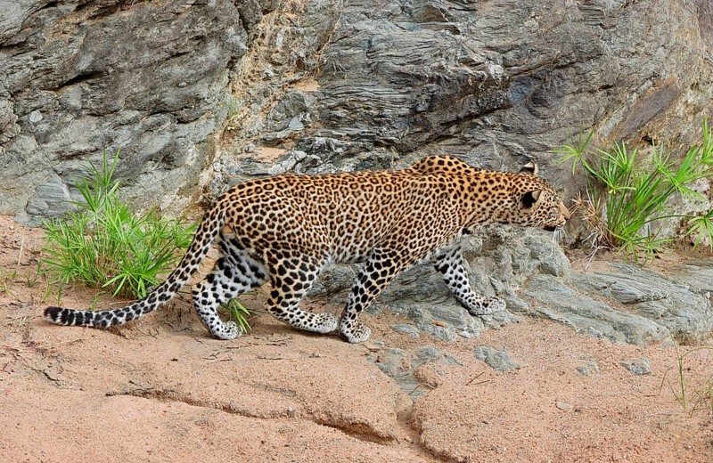African Leopard Niche leopards